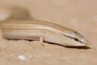 Chalcides sepsoides, Negev