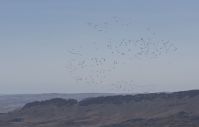 Grus grus, Makhtesh Ramon