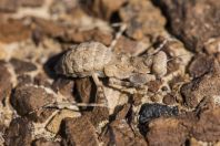 Eremiaphila brunneri, Makhtesh Ramon