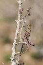 Empusa fasciata, Makhtesh Ramon