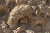 Ammonites wall, Makhtesh Ramon