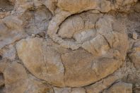 Ammonites wall, Makhtesh Ramon
