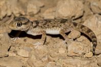 Stenodactylus sthenodactylus, Makhtesh Ramon