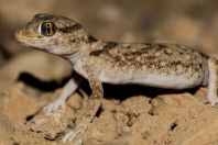 Stenodactylus sthenodactylus, Makhtesh Ramon