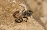 Solifugae, Makhtesh Ramon