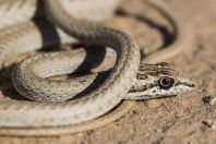 Psammophis schokari, Arava 