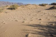 Samar Sand Dunes
