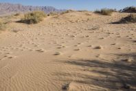 Samar Sand Dunes
