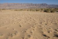 Samar Sand Dunes
