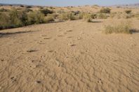 Samar Sand Dunes
