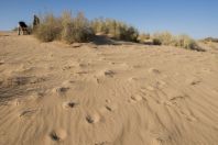 Samar Sand Dunes
