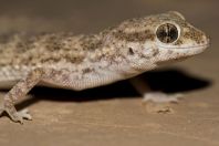 Bunopus tuberculatus, Samar
