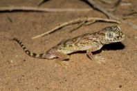 Stenodactylus doriae, Samar
