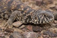 Uromastyx ornata, Ge Avud