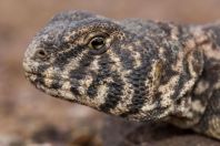 Uromastyx ornata, Ge Avud