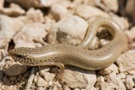 Chalcides ocellatus, Sela Haleviah VeHatsfarde'a
