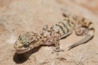 Hemidactylus cf. turcicus, Maale