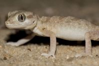 Stenodactylus sthenodactylus, Makhtesh Gadol
