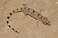 Hemidactylus cf. turcicus, Makhtesh Gadol