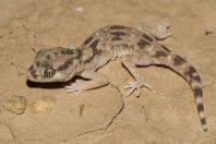 Stenodactylus sthenodactylus, Makhtesh Gadol
