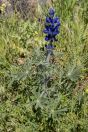 Spring in the Golan