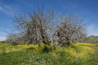 Spring in the Golan