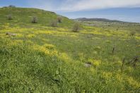 Spring in the Golan