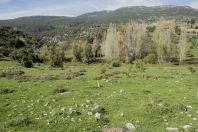 Nabi Hazuri, Golan