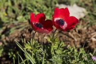 Anemone coronaria, Golan