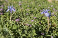 Moraea sisyrinchium, Golany