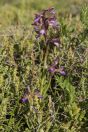 Orchis papilionacea, Golany