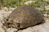 Testudo graeca, Nabi Hazuri