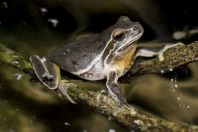 Hyla felixarabica, Ein Kinya
