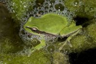 Hyla felixarabica, Ein Kinya