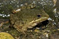 Pelophylax bedriagae, Ein Kinya