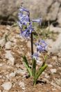 Scilla sp., Hermon