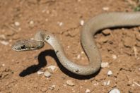 Platyceps collaris, Hermon