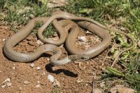 Platyceps collaris, Hermon