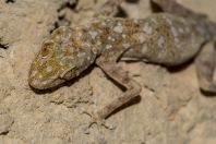 Ptyodactylus hasselquistii, Eilat Mountains