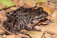 Pelophylax bedriagae, Tel Aviv