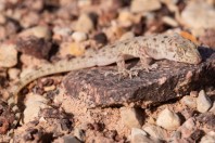 Cyrtopodion scabrum, Arava Valley