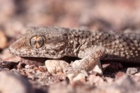 Bunopus tuberculatus, Arava Valley