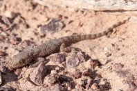 Bunopus tuberculatus, Arava Valley