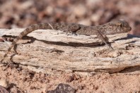 Bunopus tuberculatus, Arava Valley