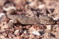 Bunopus tuberculatus, Arava Valley