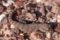 Bunopus tuberculatus, Arava Valley