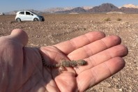 Bunopus tuberculatus, Arava Valley