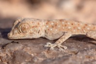 Ptyodactylus guttatus, Arava Valley