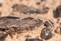 Ptyodactylus guttatus, Arava