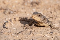 Laudakia vulgaris, Havat MaShash